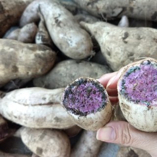 夏威夷紫薯丰收...