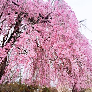 大费城地区赏樱 一些关于樱花的小知识和小...