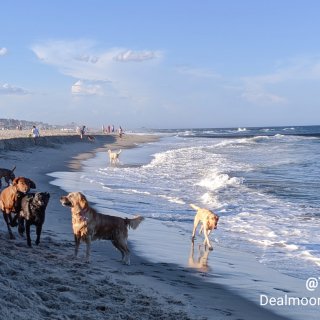 NJ周边|狗狗友好沙滩...