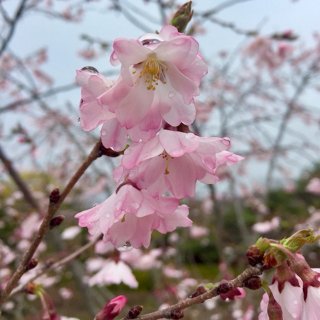 赏樱计划｜芝加哥植物园里的日式庭院花园...