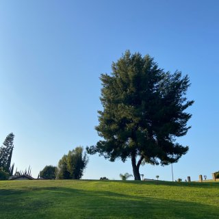 公园里的树