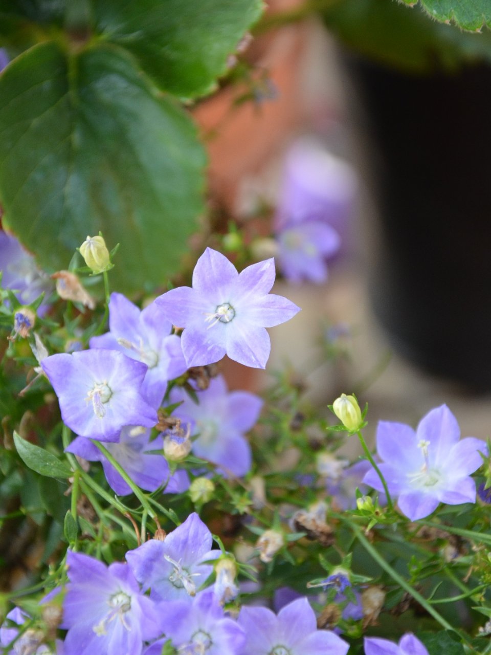 スポード 豪華金彩・草花 ・ B/Bプレート CAMPANULA 貴重品 一級
