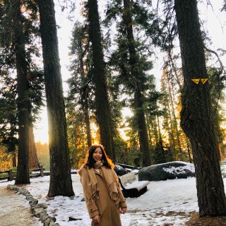 冬季Sequoia - 杉树与雪的世界❄...