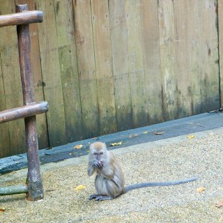 新加坡动物园一日游，近距离带娃观察神奇生...