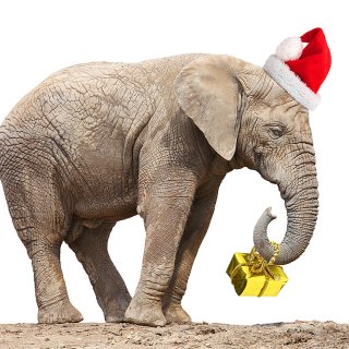 圣诞节🎄 |  White Elepha...