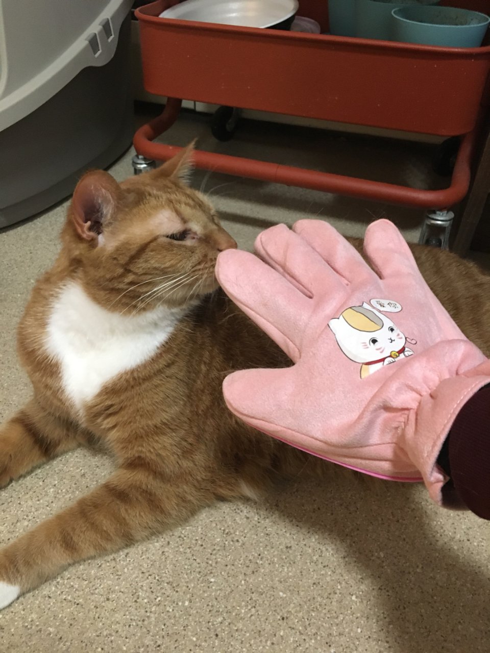 求求养猫的小伙伴去买这样的手套🧤...