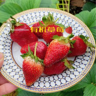 自己种的有机草莓熟了几个，很香甜！...