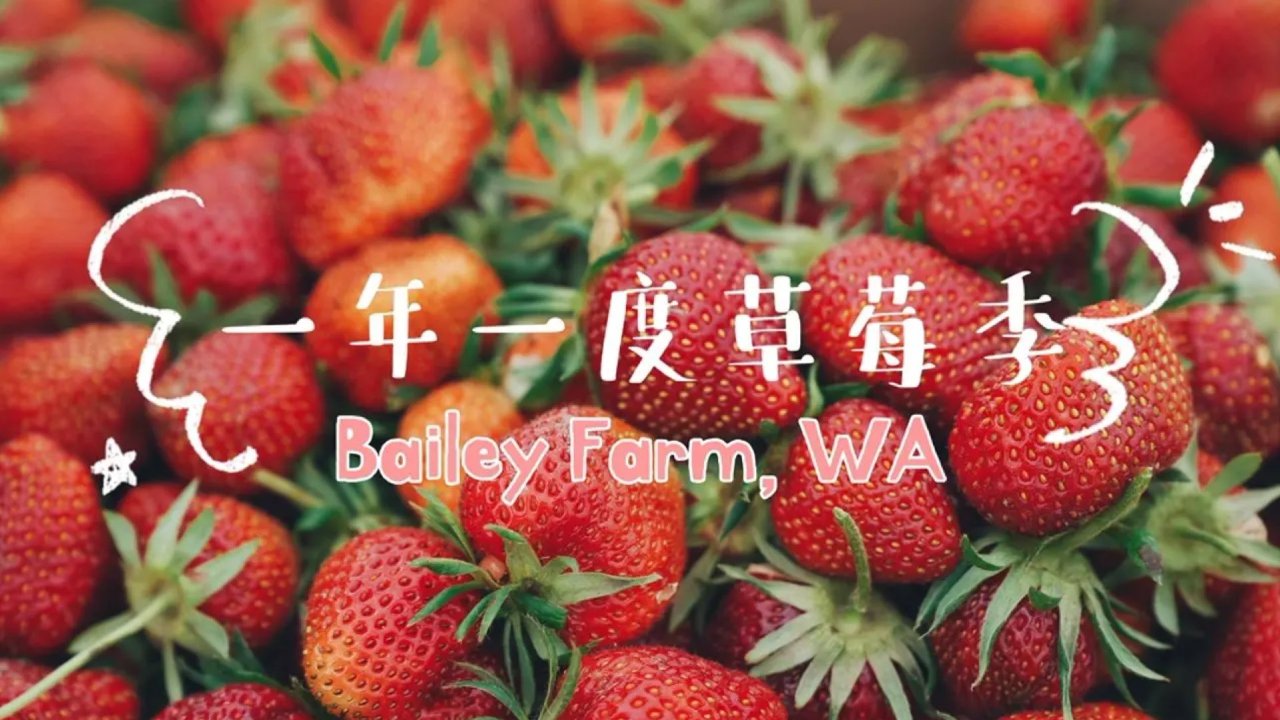西雅图周边｜暑假当然要带娃去摘果子啦！Bailey Farm草莓季🍓