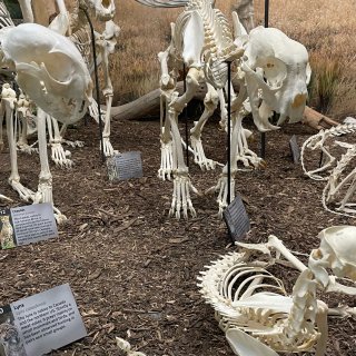 骨骼博物馆 Skeletons-OKC俄...