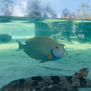 迈阿密｜水族馆🦭🐬🐳🦩🦜🐟 好玩活动有哪...