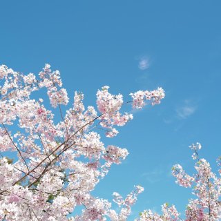 湾区赏樱🌸 花花也太美了💗...