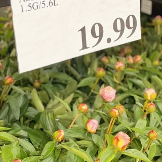 春日买花攻略：便宜又好看的花朵哪里买？...