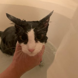 家猫🐈洗澡日记...