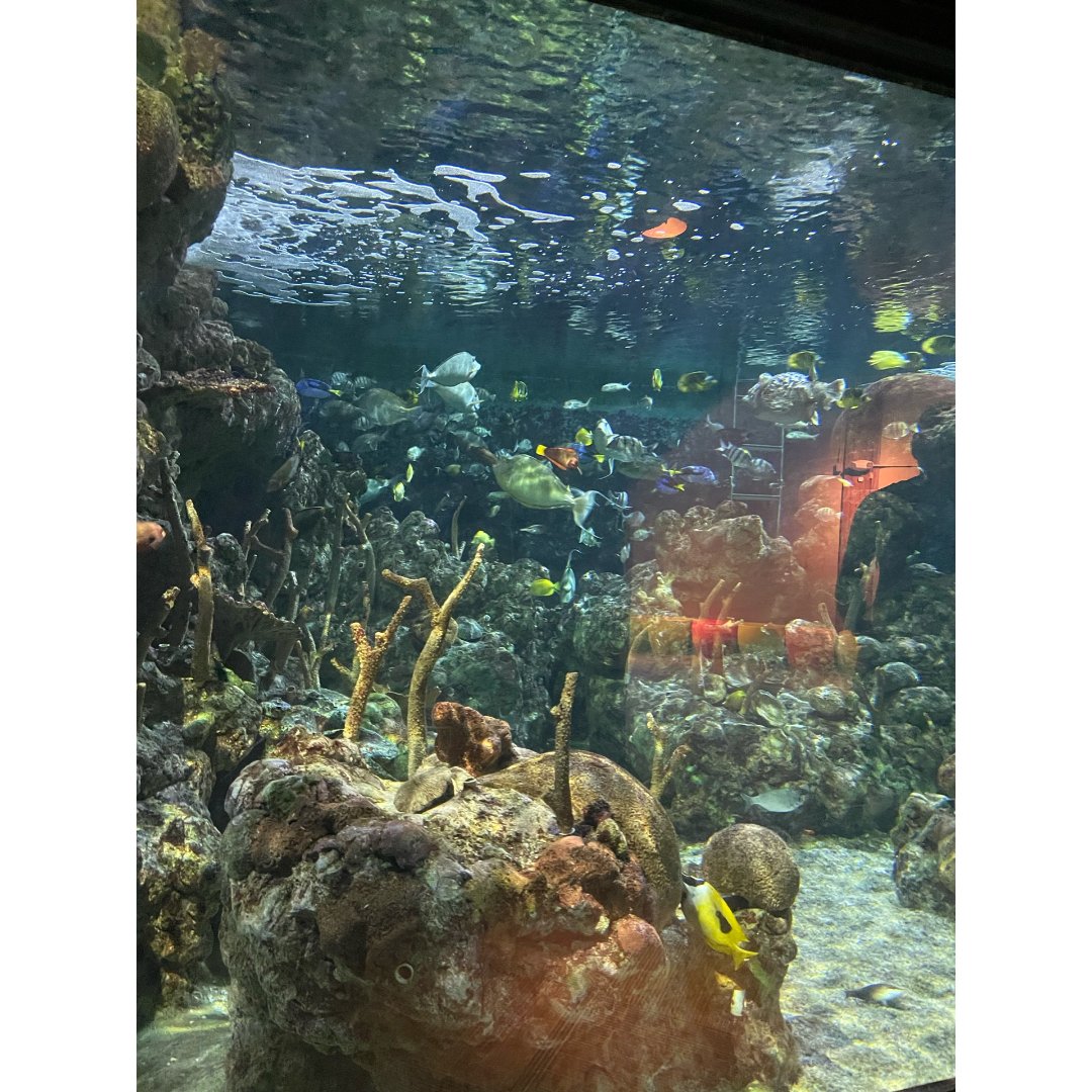 西雅图｜水族馆...