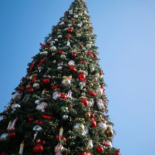 南加州的圣诞树🎄...