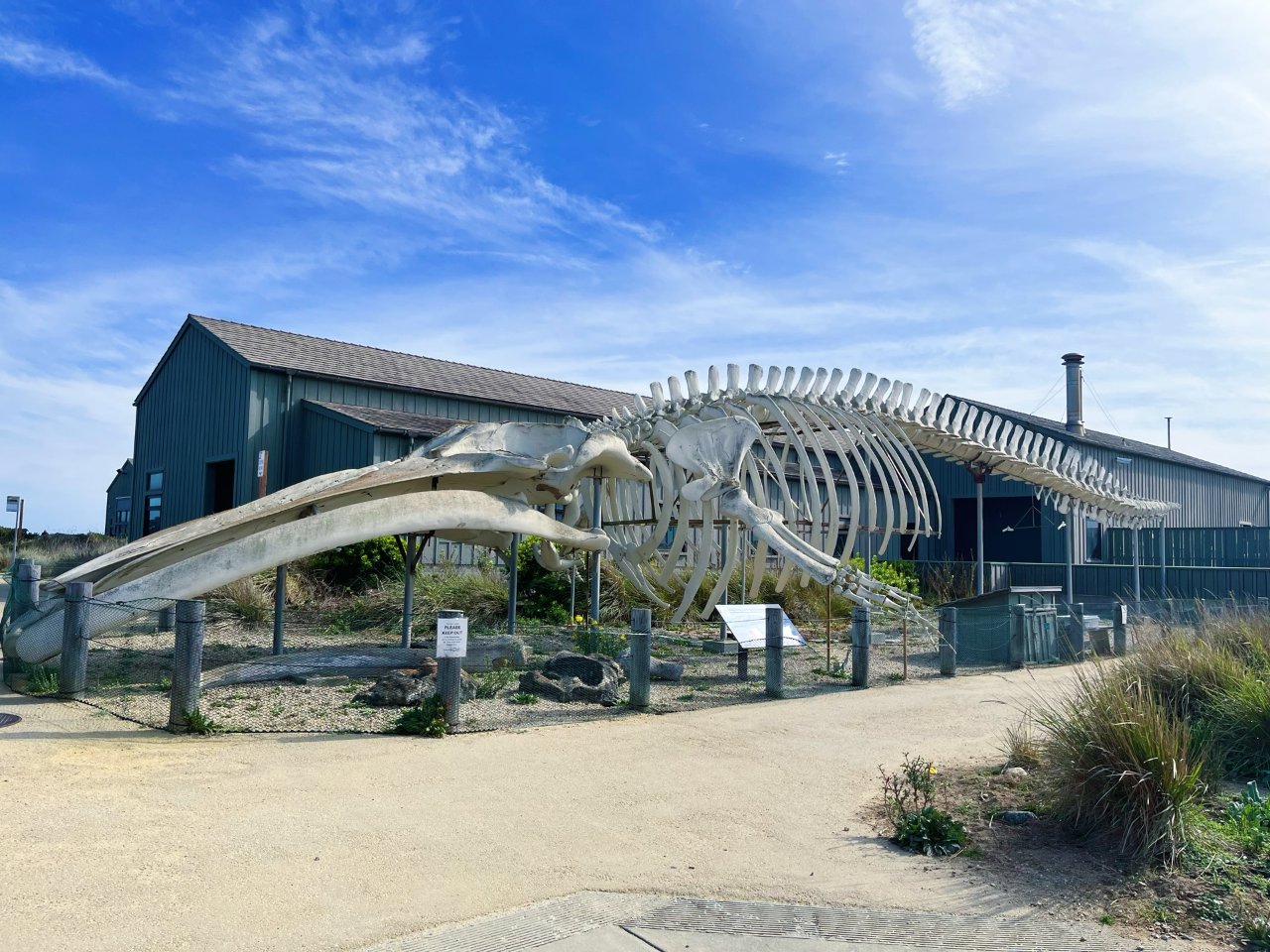 湾区周末游：去看鲸鱼骨头吧！...