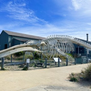 湾区周末游：去看鲸鱼骨头吧！...