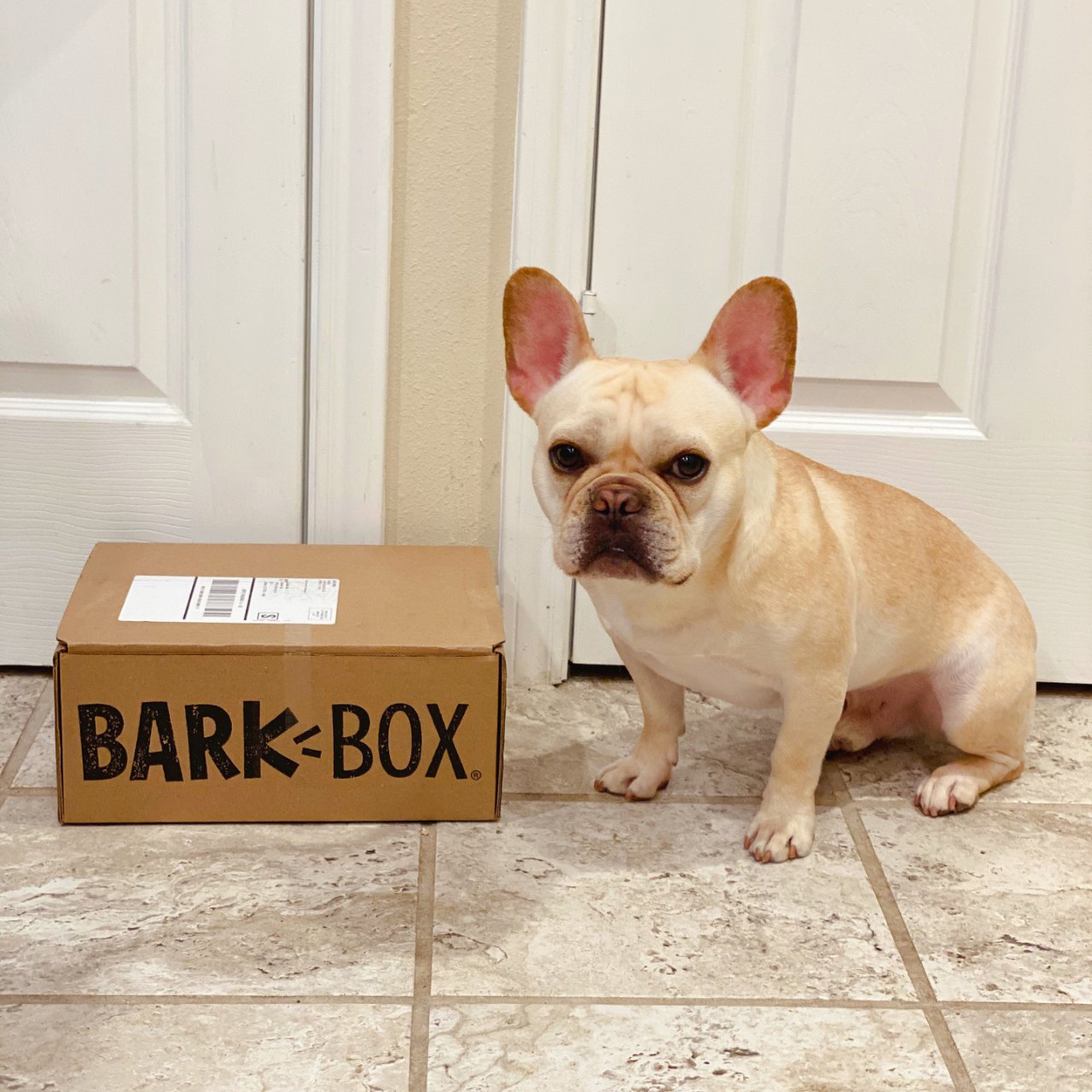 Barkbox