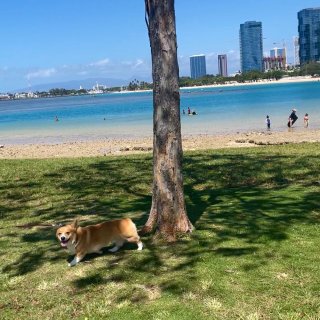 「最全」带狗去夏威夷攻略：文件准备篇...