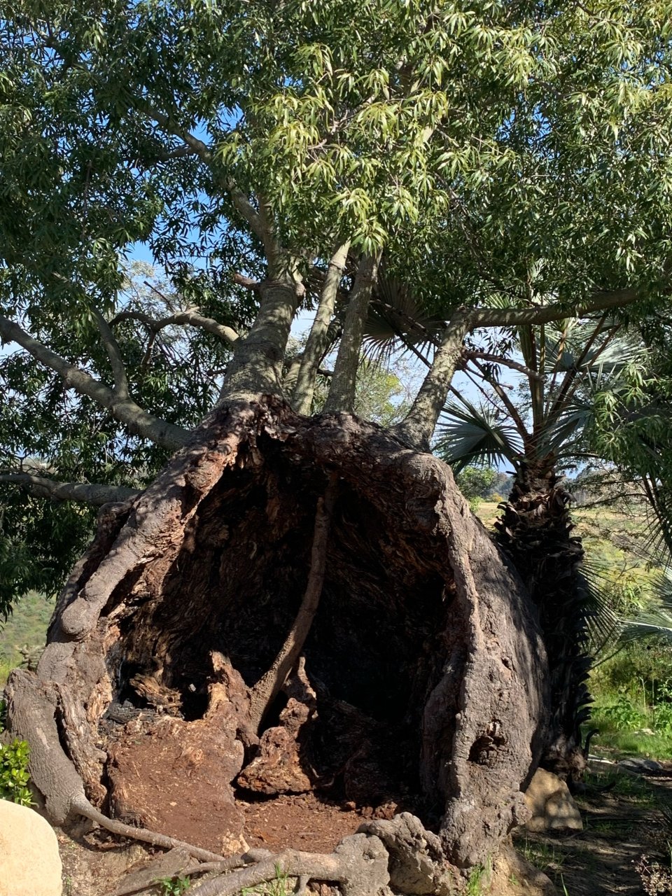 Balboa公园玫瑰园中的空心树...