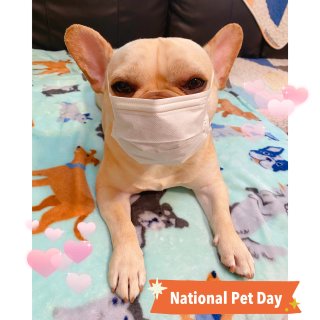 National Pet Day保护狗狗...
