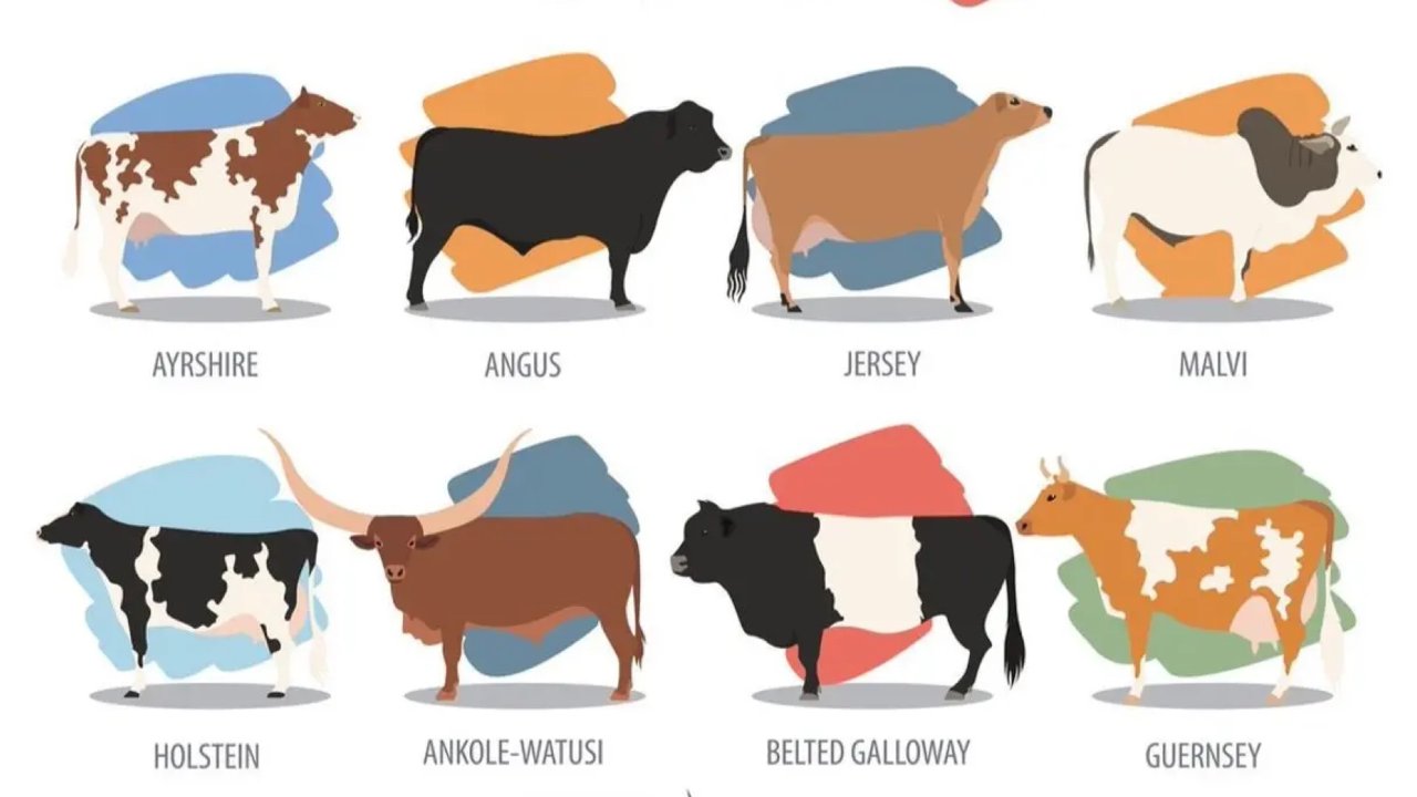 牛牛牛 | 北美常见牛类品种指南牛肉篇 （二）