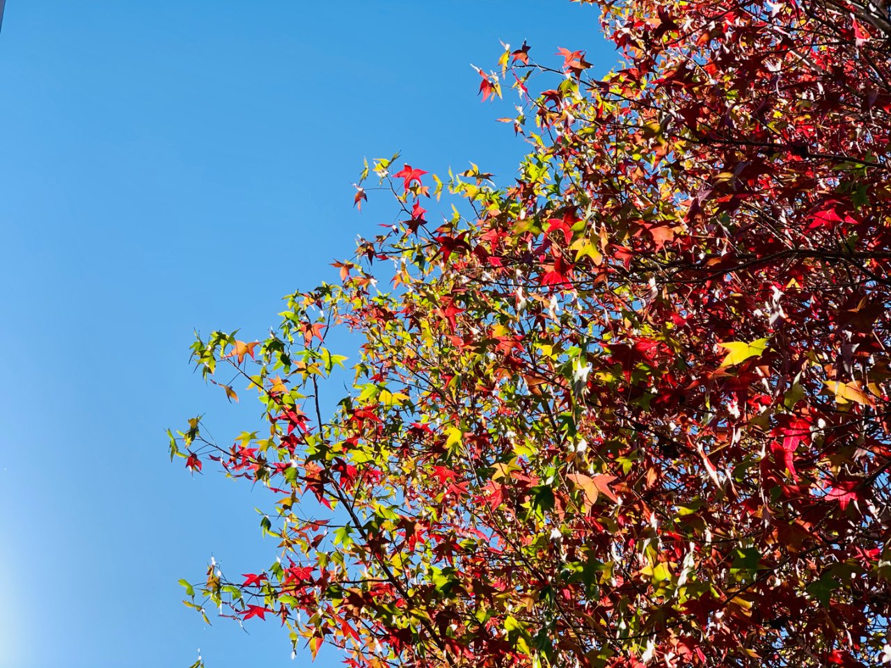 秋天来了，树叶红了，树上的石榴熟了...
