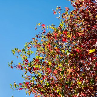 秋天来了，树叶红了，树上的石榴熟了...