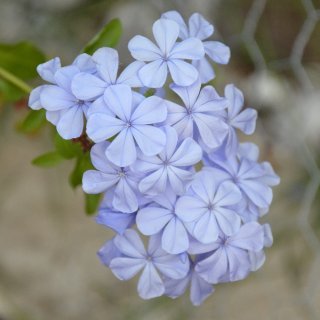 我家的花之14 蓝雪花 Blue Plu...