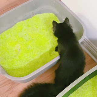 給貓寶寶的五彩貓砂體驗-Neon Litter