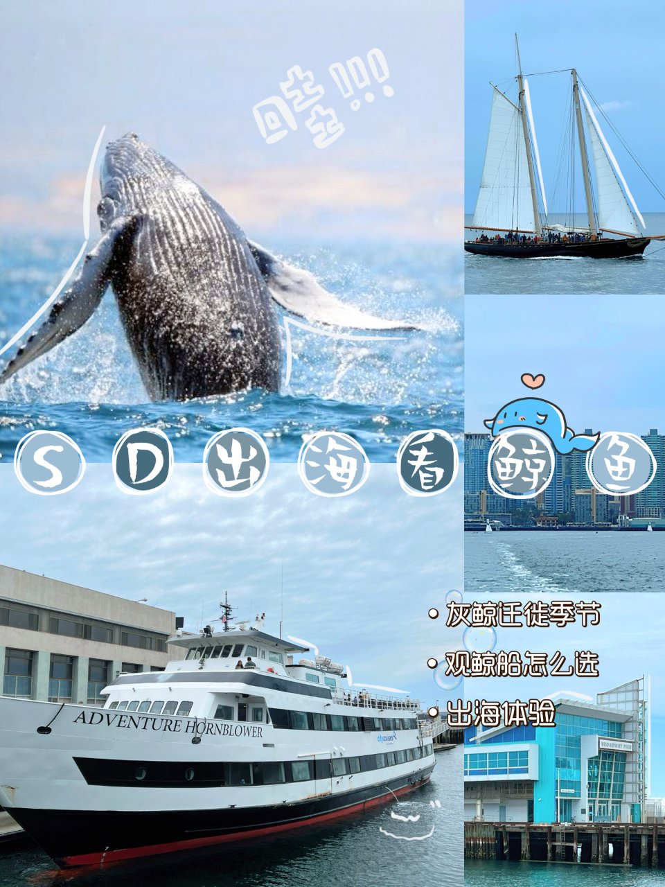 圣地亚哥🌊｜出海看鲸鱼攻略🐬享受大自然💦...