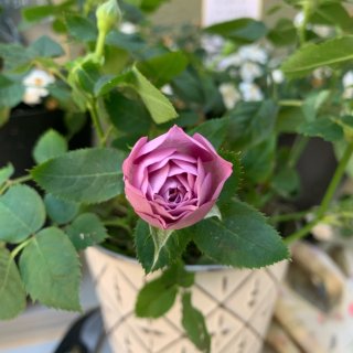 21-2 植物觀察日記 淺紫小玫瑰...