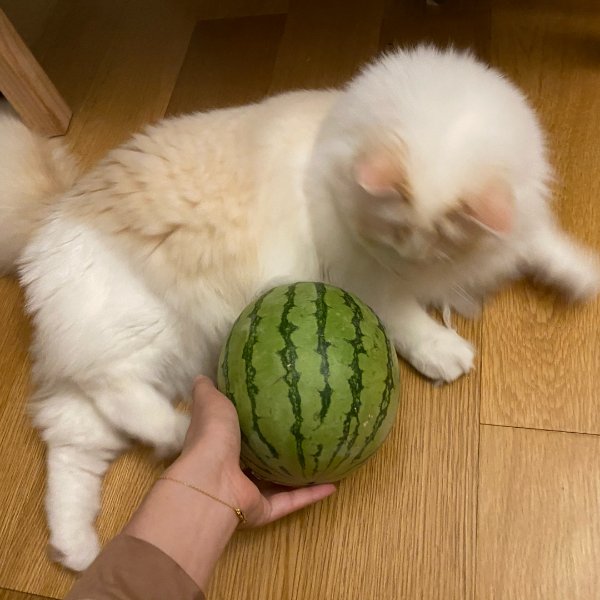 晒货图片
