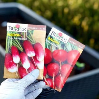 Ferry-Morse 2.8 Gram(s) Radish French Breakfast Vegetable (Seed Packet) in the Vegetable & Herb Seeds department at Lowes.com,Burpee Organic Radish French Breakfast Seed-69914 - The Home Depot,Amazon 亚马逊