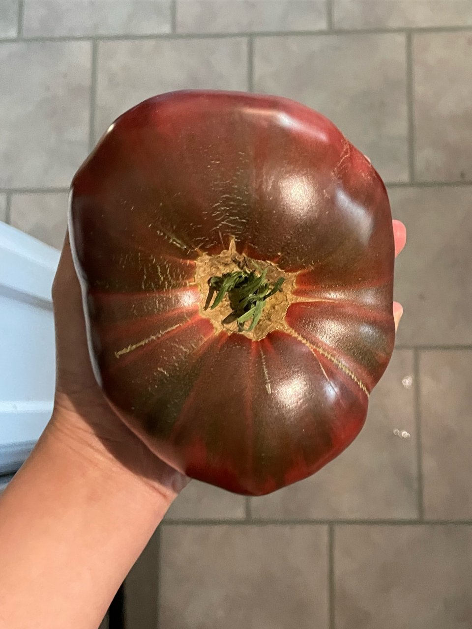 晒晒今年种的祖传番茄...