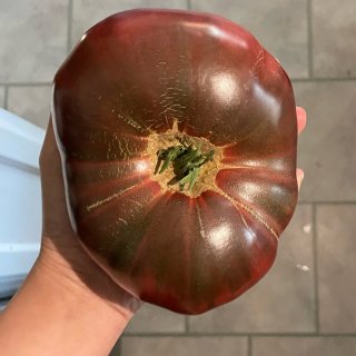 晒晒今年种的祖传番茄...