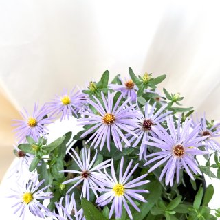 荷兰菊｜紫苑花。我没了，这个蓝紫色也太美...