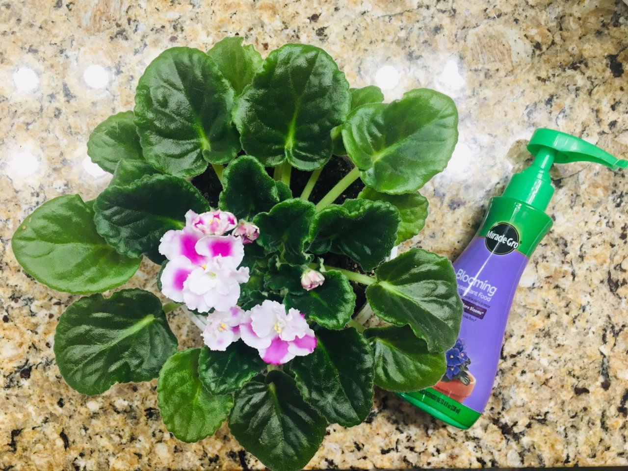 Miracle-Gro,Blooming Houseplant Food,$5