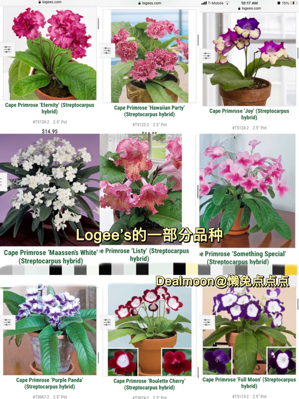 好特别🥰海角樱草/堇兰【室内常开花】 | 社区家居厨卫精选