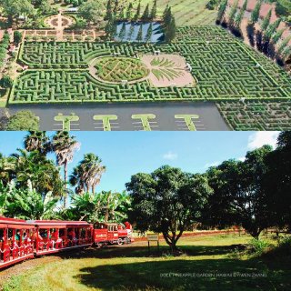 夏威夷 | Dole菠萝园🍍+大迷宫...