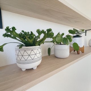 宅家DIY 做個木層架來放植物🪴...