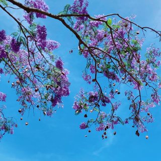 💜紫色的蓝花楹💜...