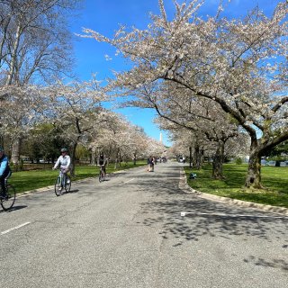 DC樱花季 避开人流也满街樱花的拍照地...