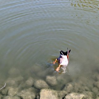 水中鸭
