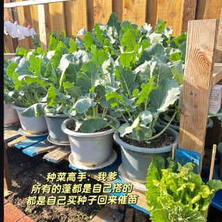 🇺🇸退休老年生活｜迷恋上种菜 种花🌷🪴...