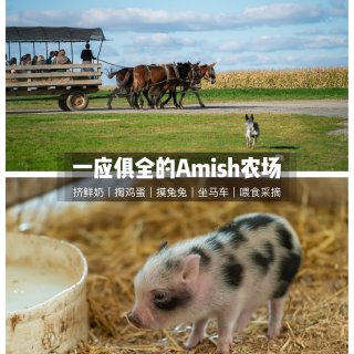 去Amish农场寻找生活的松弛感...