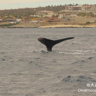 墨西哥🇲🇽Los Cabos｜出海看鲸鱼...