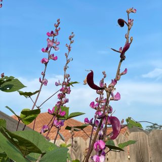 高产的紫扁豆花太好看了，埋了5粒种子长疯...