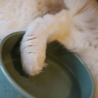 Aukatz日本纯手工富硒火山石陶瓷猫碗...