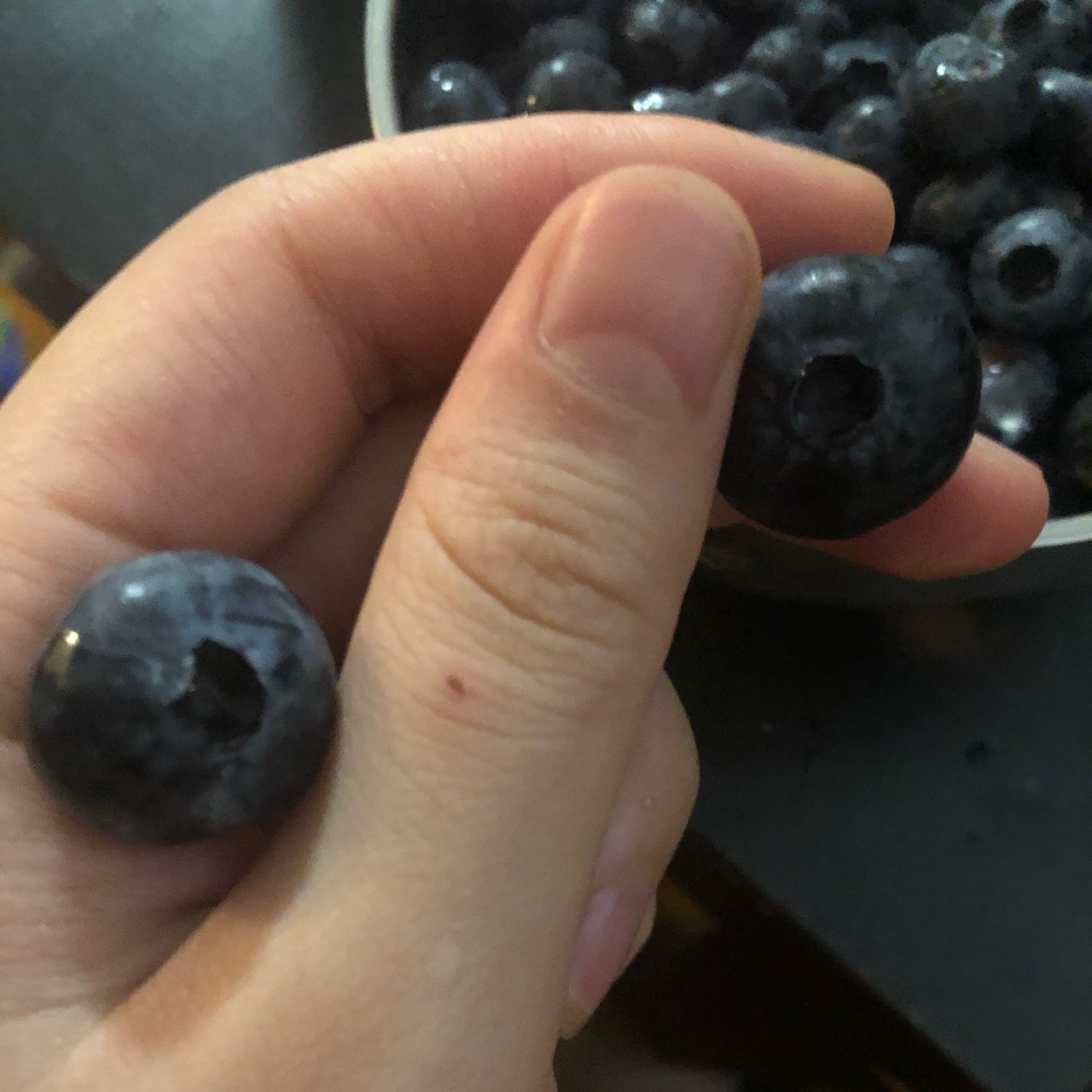 超大颗蓝莓